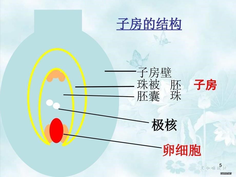 植物的生殖ppt课件_第5页