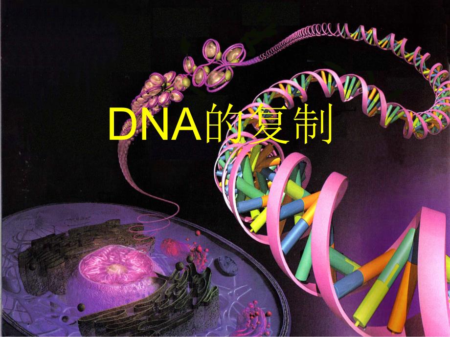 高二生物DNA的复制PPT课件_第1页