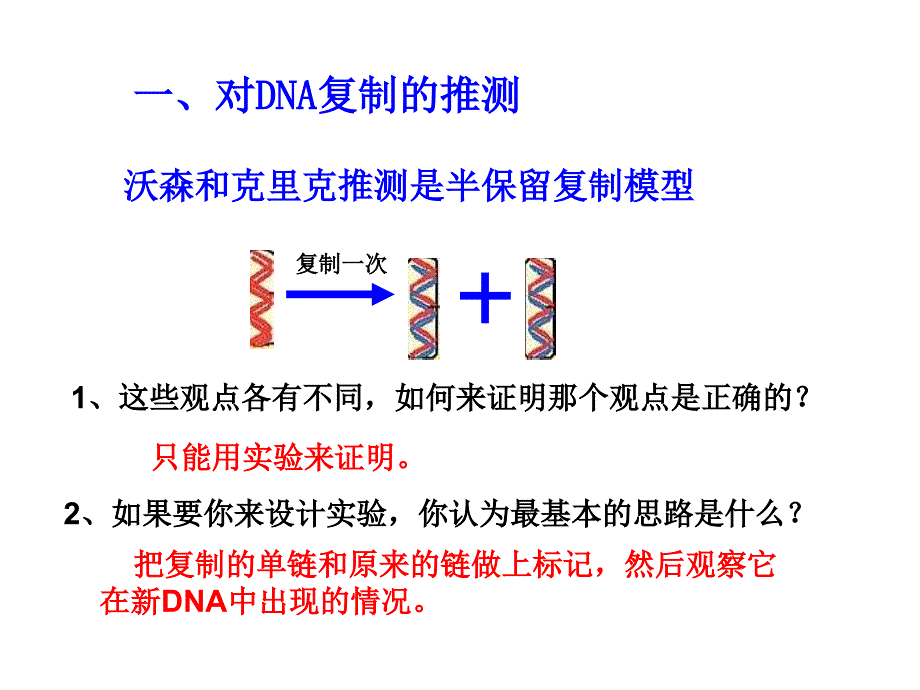 高二生物DNA的复制PPT课件_第3页