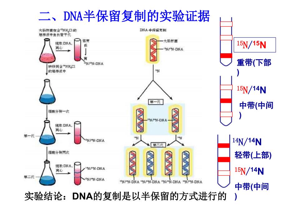 高二生物DNA的复制PPT课件_第4页