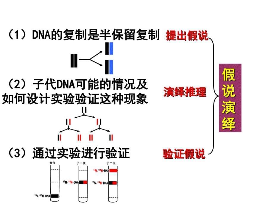 高二生物DNA的复制PPT课件_第5页