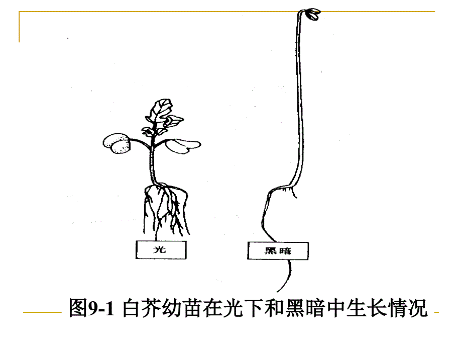 竞赛课件植物生理系列之第八章植物的生长生理1地址_第2页