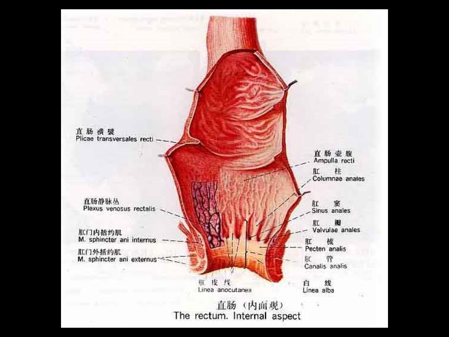 医学教学课件：肛肠外科疾病_第3页