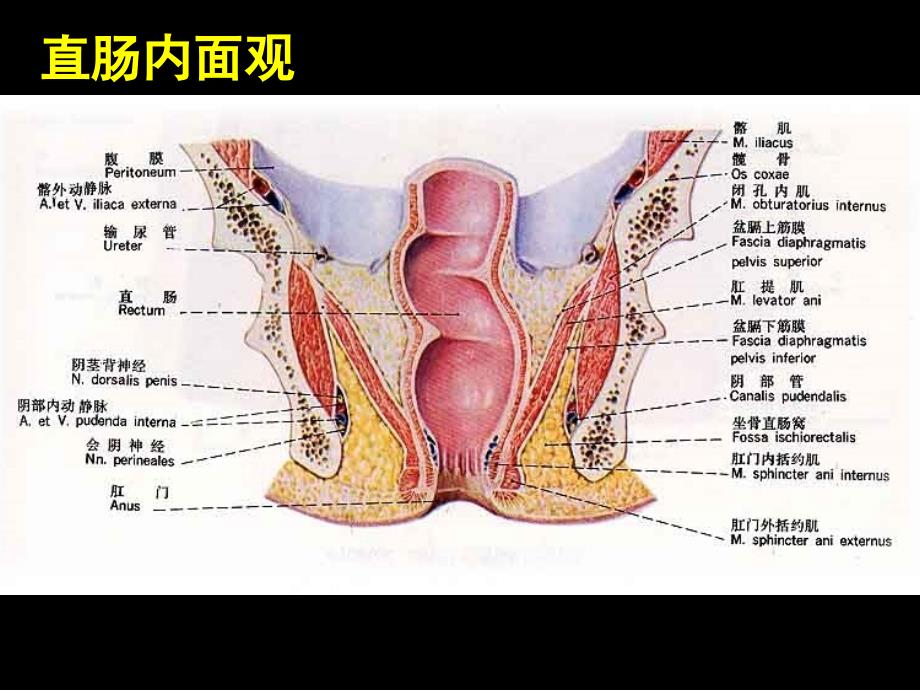 医学教学课件：肛肠外科疾病_第4页