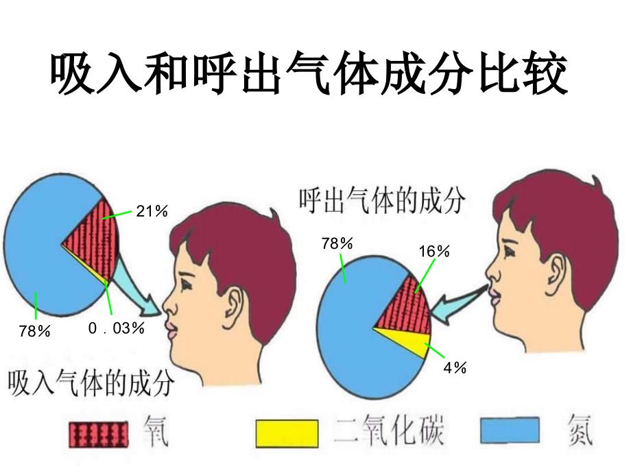 小学苏教版五年级科学《肺和呼吸》教学课件模板_第2页