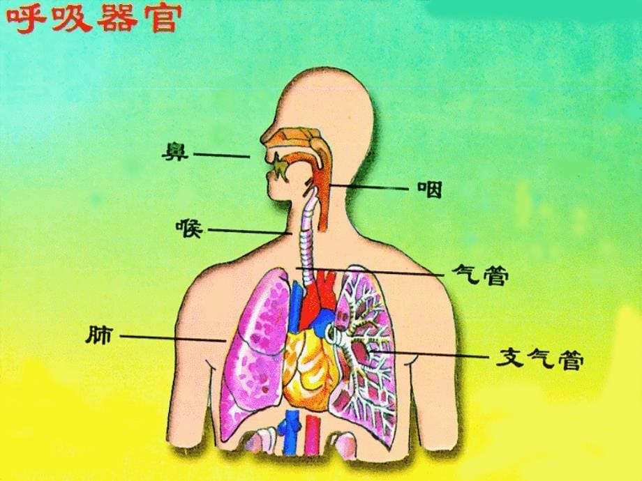 小学苏教版五年级科学《肺和呼吸》教学课件模板_第5页