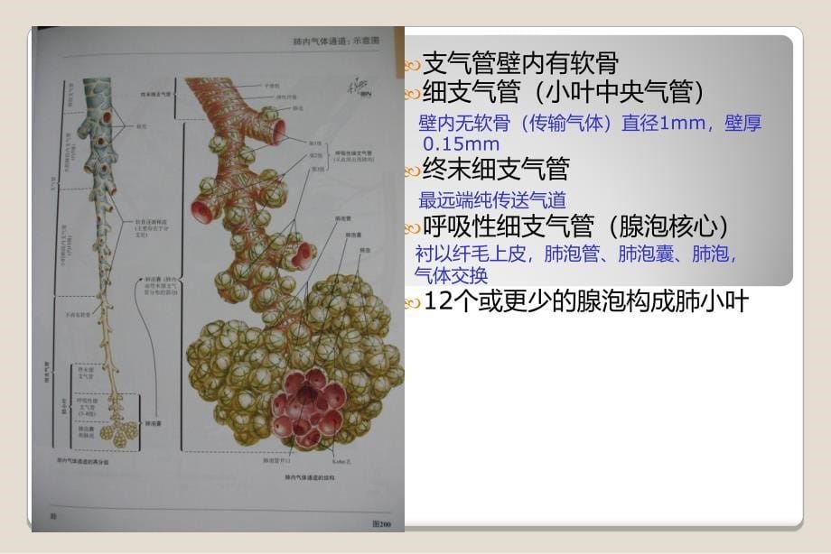 肺部病变的常见的CT征象诊断课件_第5页