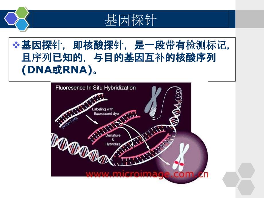 基因探针分子杂交技术_第2页