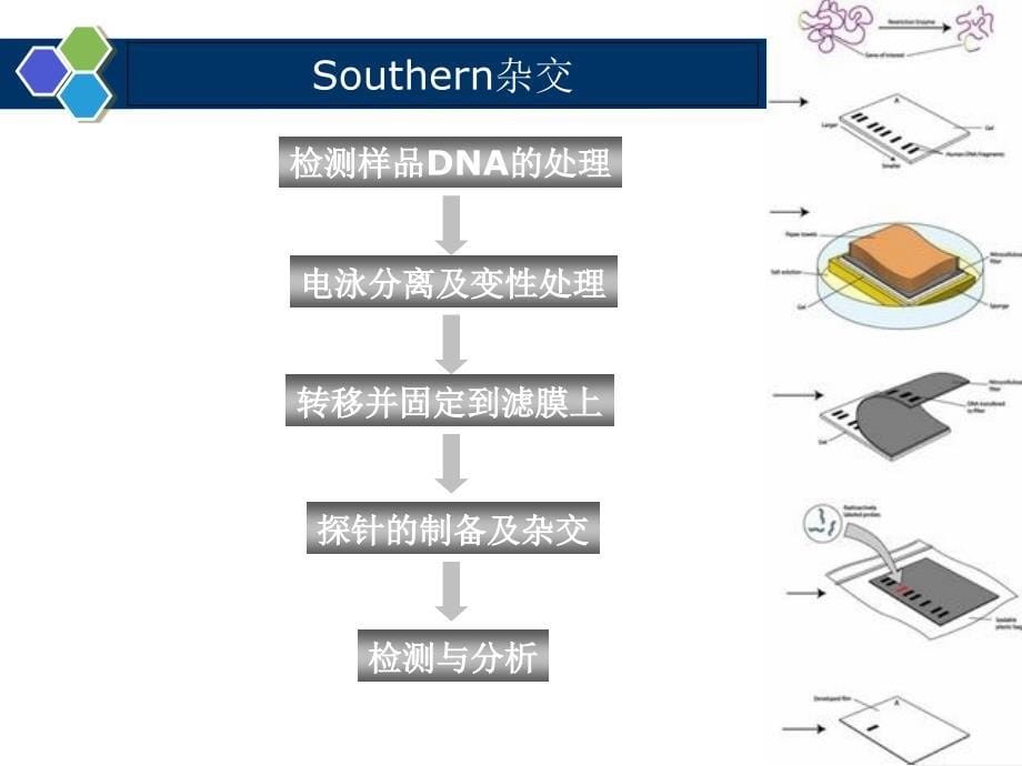 基因探针分子杂交技术_第5页