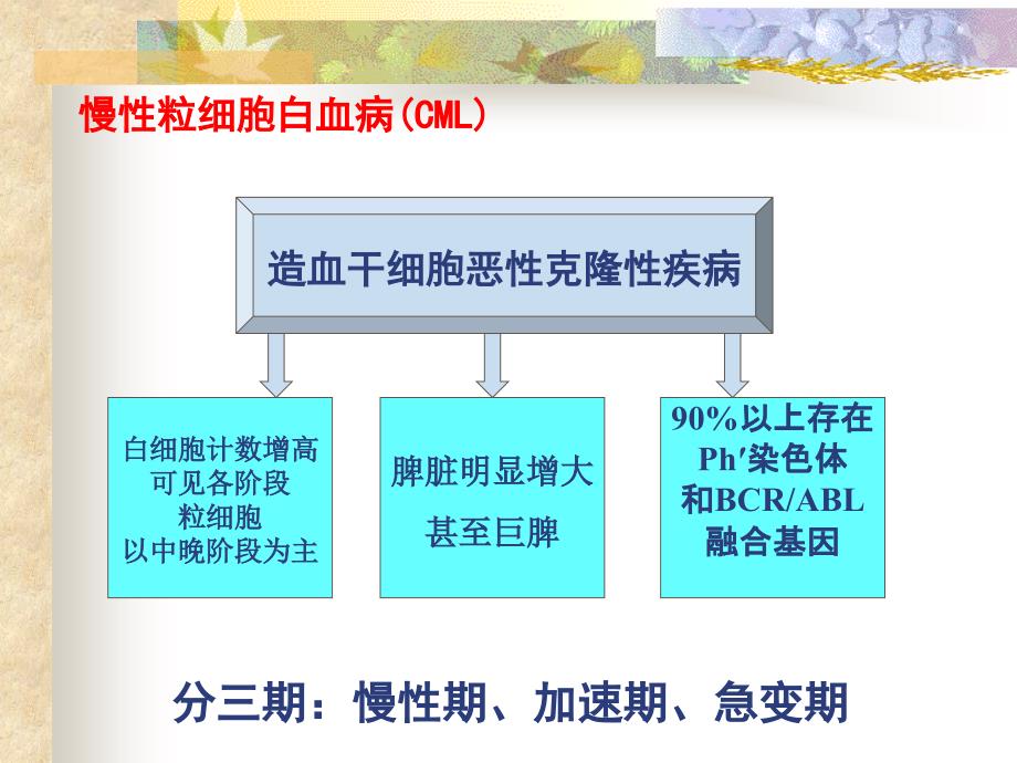 慢性粒细胞白血病本科第八版1_第3页