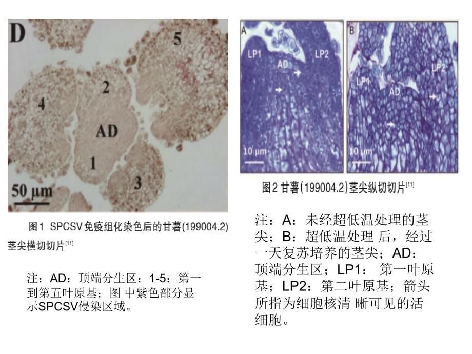 超低温处理植物脱毒研究_第5页