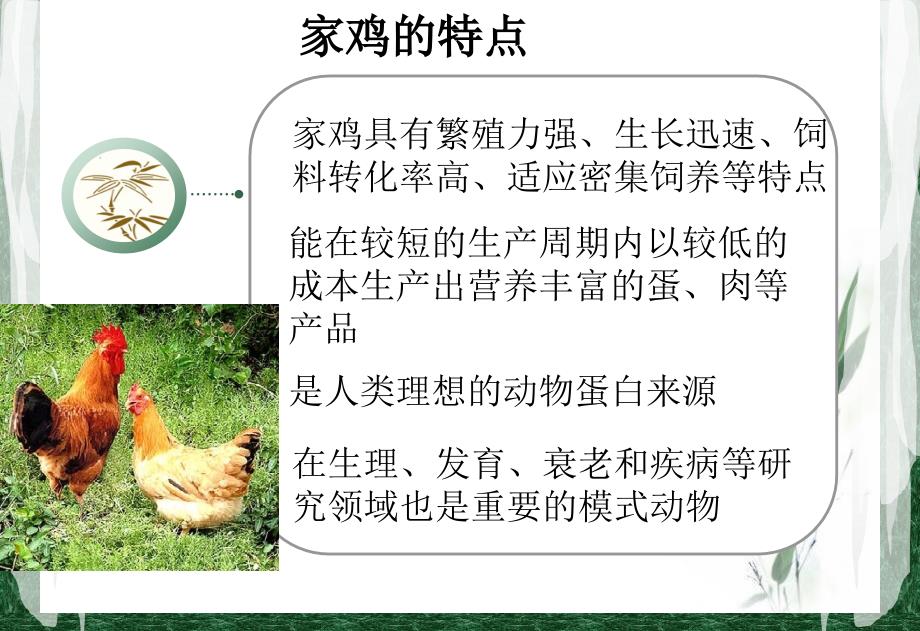 鸡的起源与进化.ppt_第3页