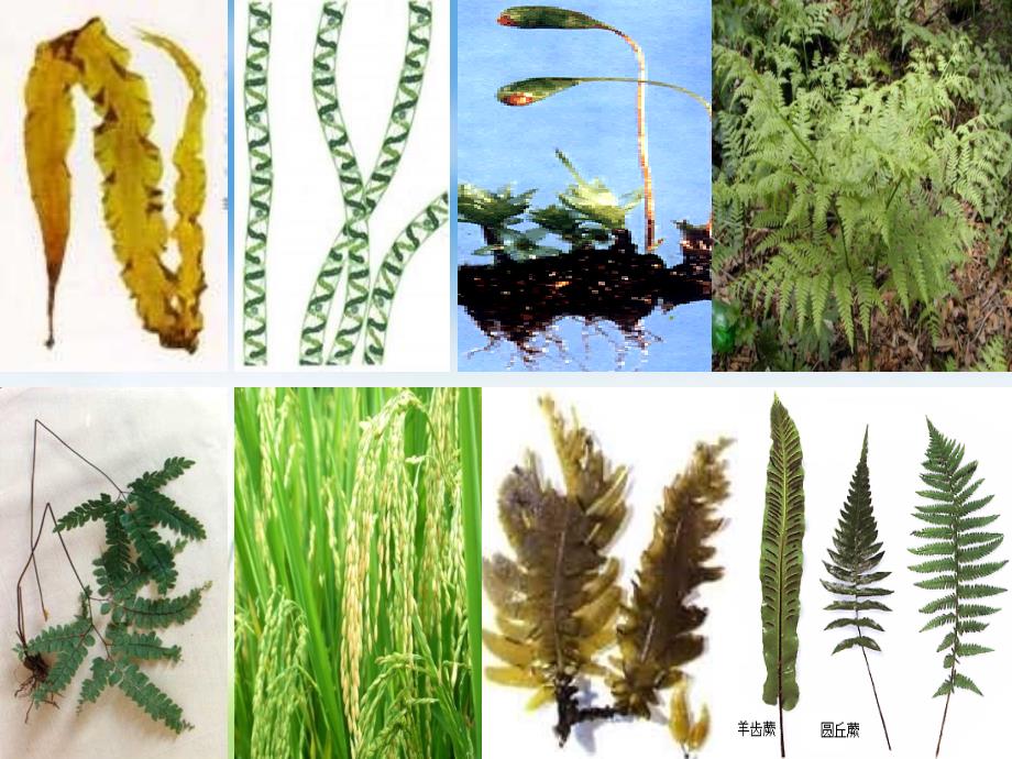 藻类、苔藓和蕨类植物_第2页