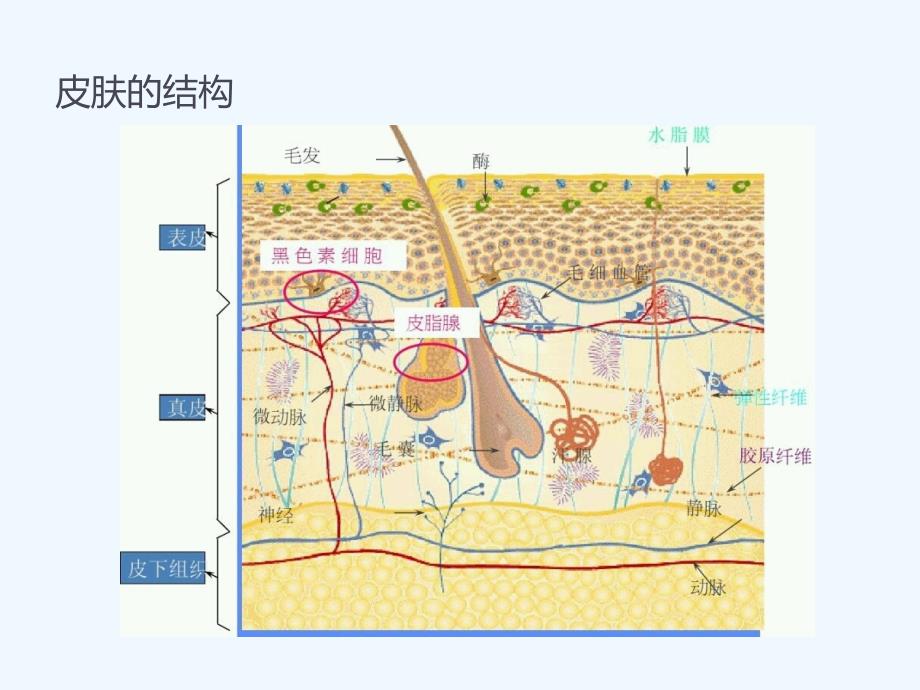 皮肤护理基础知识91103_第4页