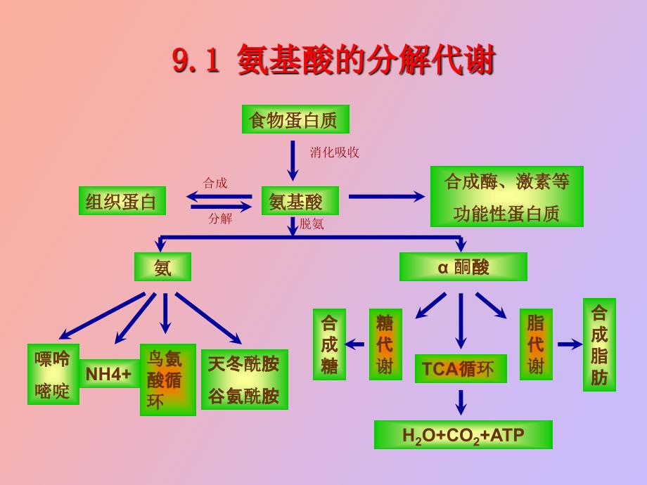 氨基酸和核苷酸代谢_第3页