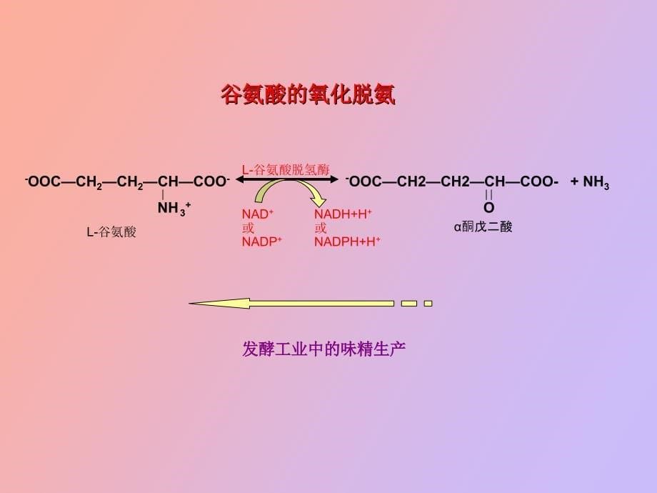 氨基酸和核苷酸代谢_第5页