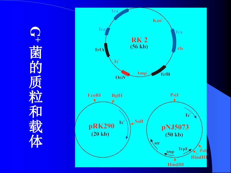 细菌和链霉菌的分子克隆载体_第3页