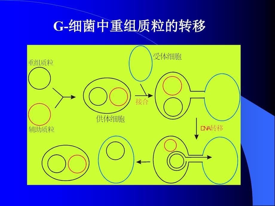 细菌和链霉菌的分子克隆载体_第5页