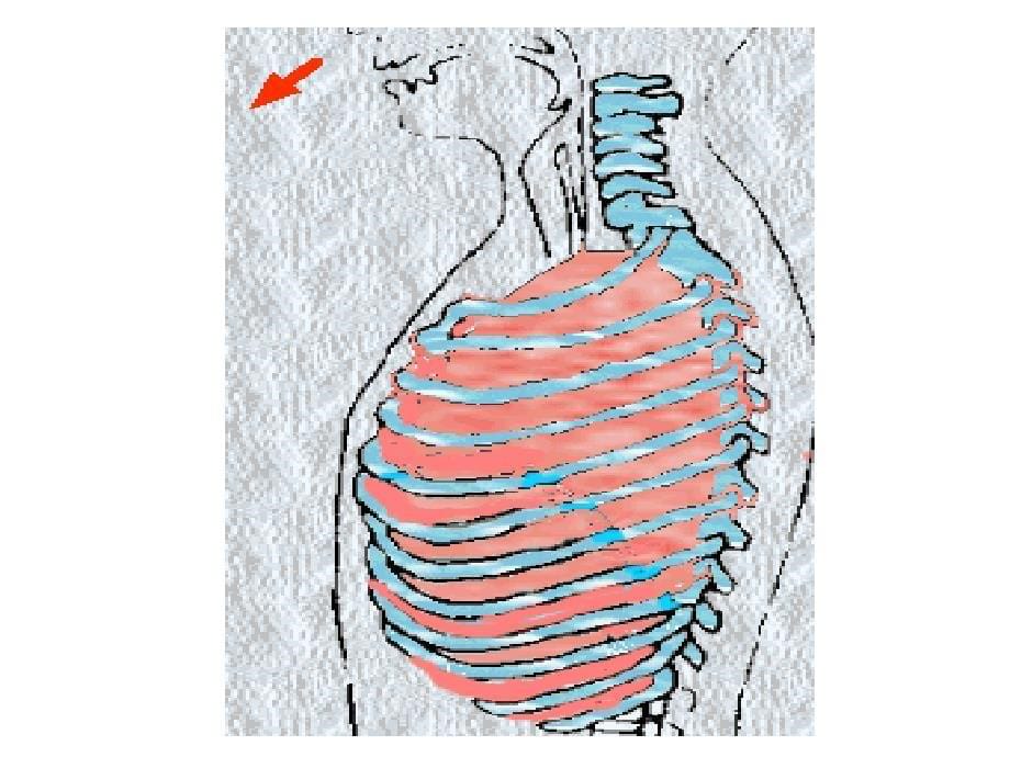 人教版生物七年级下册《肺与外界的气体交换》课件_第5页