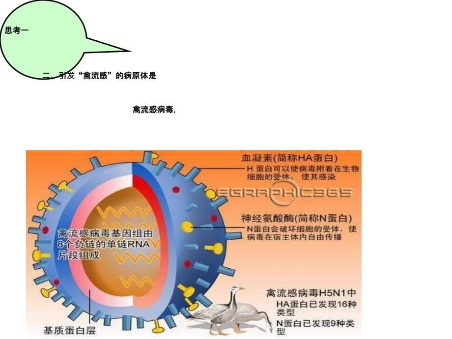 九年级科学传染病专题复习_第5页