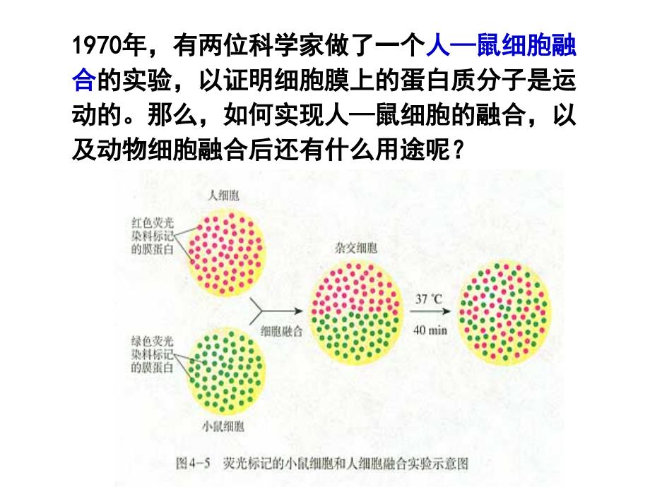 222动物细胞融合与单克隆抗体_第1页