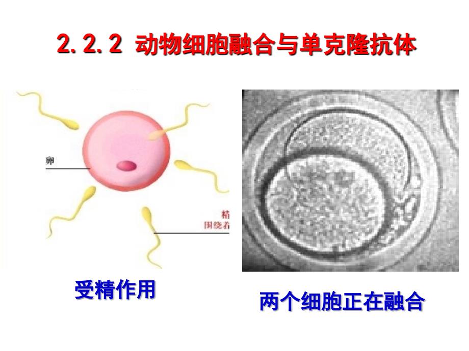 222动物细胞融合与单克隆抗体_第2页