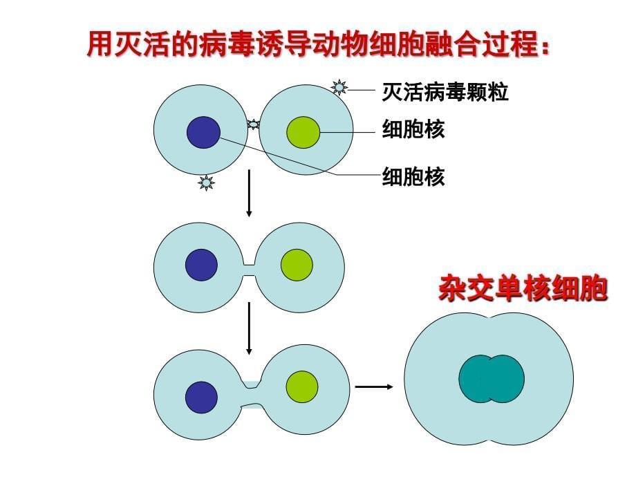 222动物细胞融合与单克隆抗体_第5页