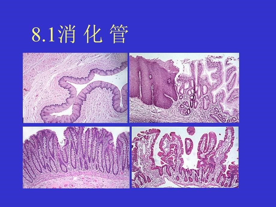 第九章-消化系统(I)_第5页