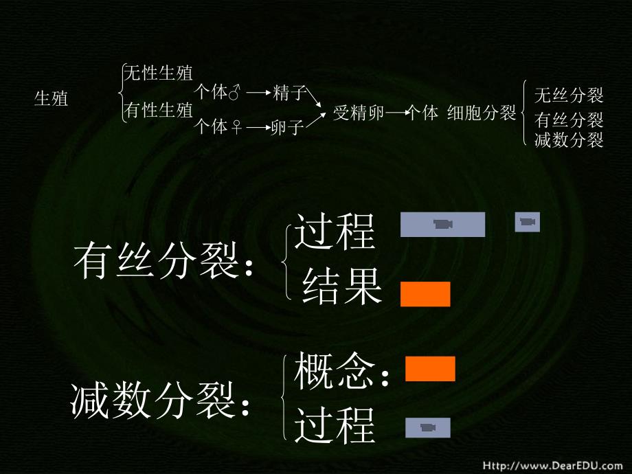 减数分裂与有性生殖细胞的形成人教版精选文档_第4页