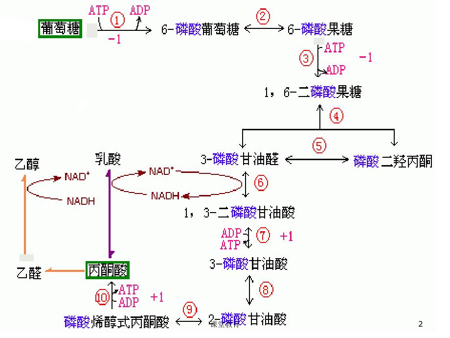 4糖的有氧氧化优教课堂_第2页