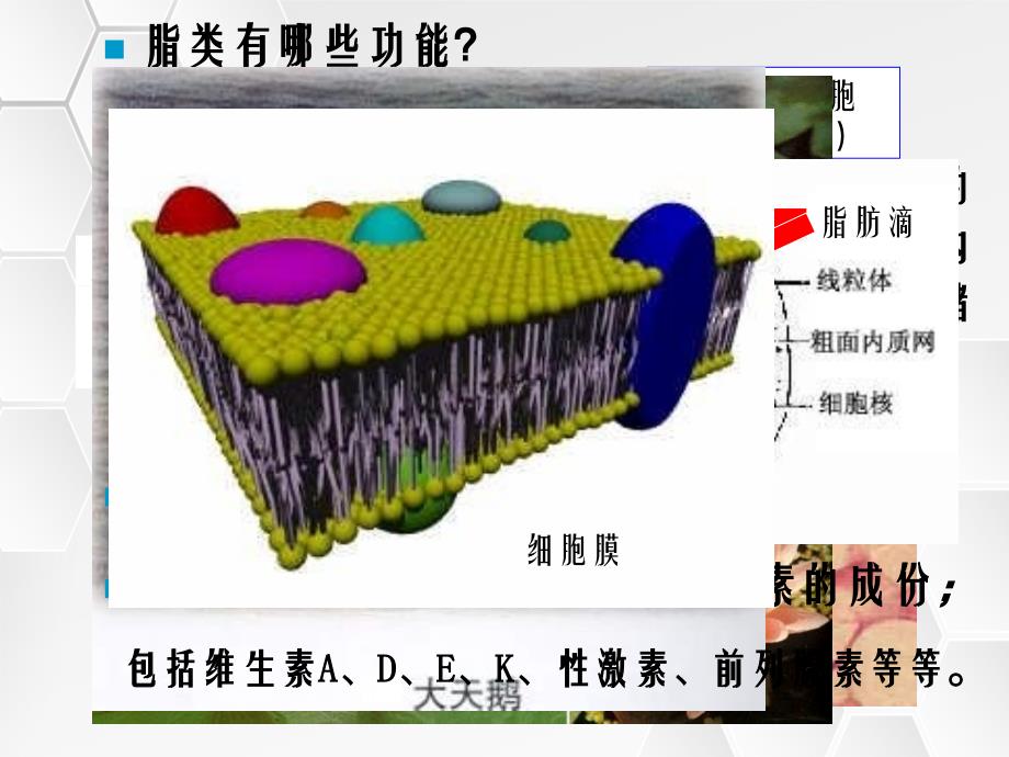 第二章脂类及生物膜_第4页