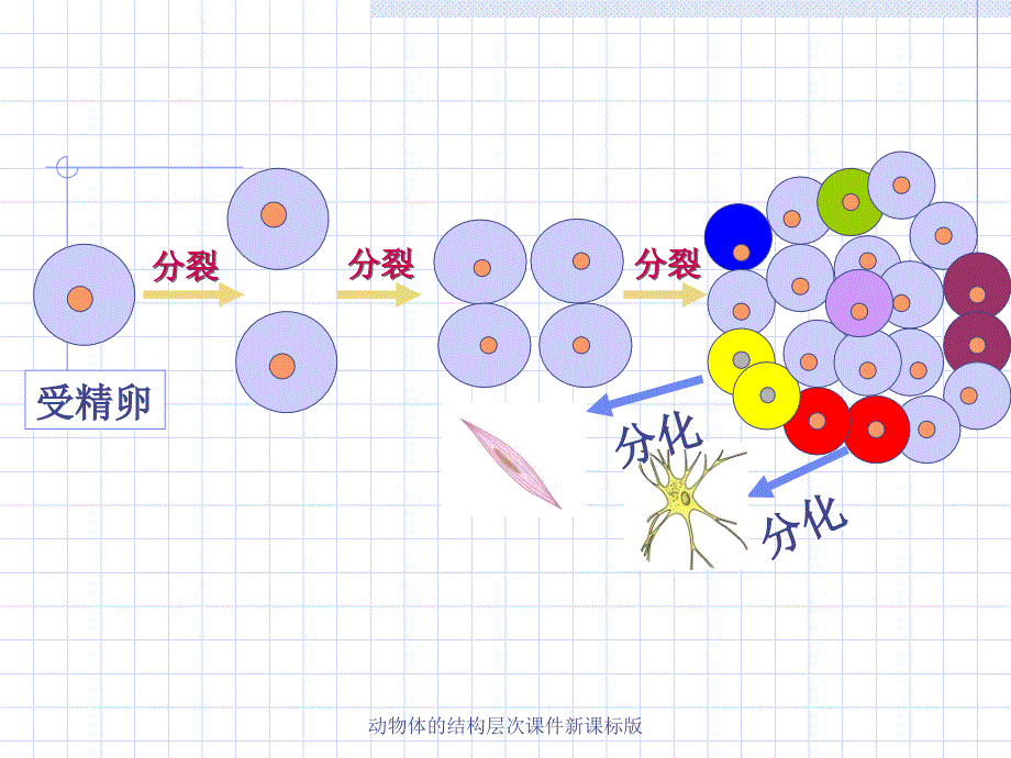 动物体的结构层次课件新课标版经典实用_第4页