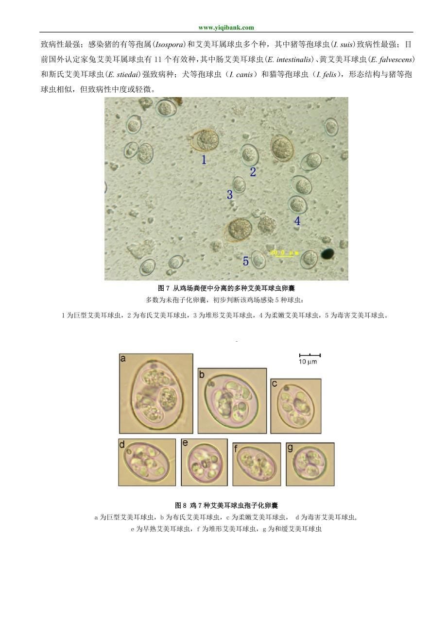 实验二、粪便中球虫卵囊的计数、分离和孢子化培养技术_第5页