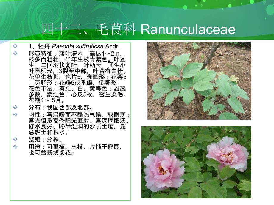 四十三毛茛科Ranunculaceae_第2页