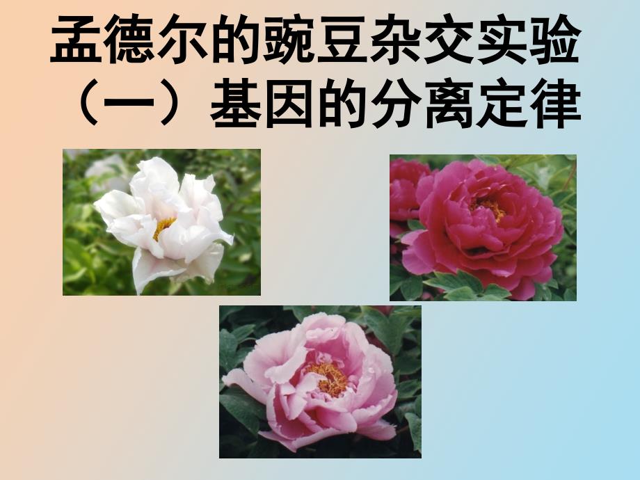轮复习孟德尔豌豆杂交实验一_第1页
