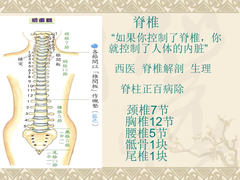 肩颈专业知识课件_第1页