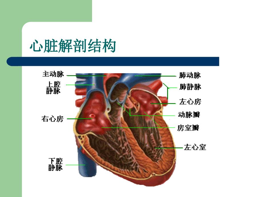 心脏检查新1(贵山)_第3页