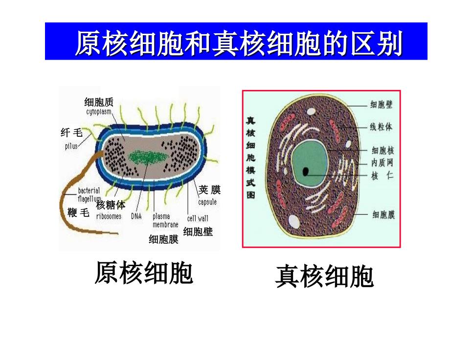 原核微生物最新课件_第3页