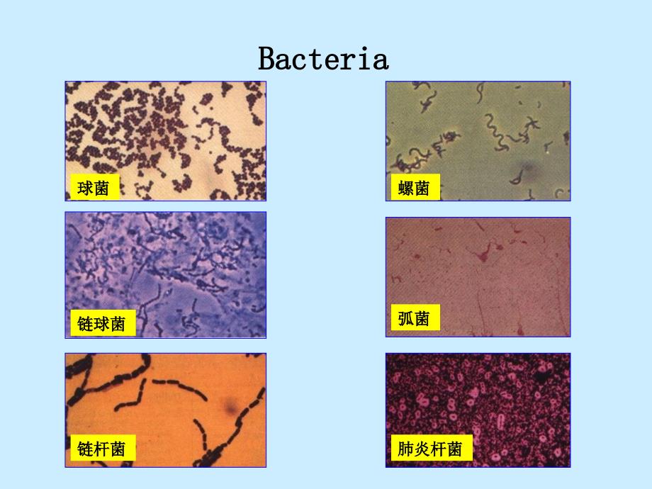 原核微生物最新课件_第4页