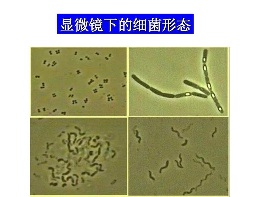 原核微生物最新课件_第5页