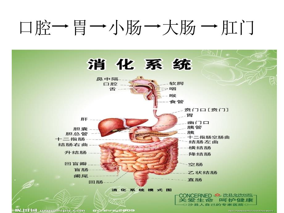 我们的消化系统-健康教育.ppt_第2页