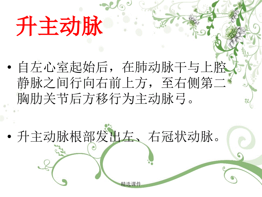 主动脉的解剖_第4页