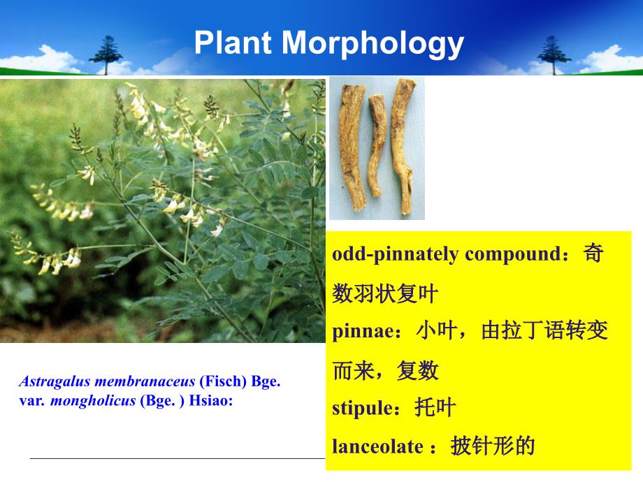 药大专英黄芪1.._第4页