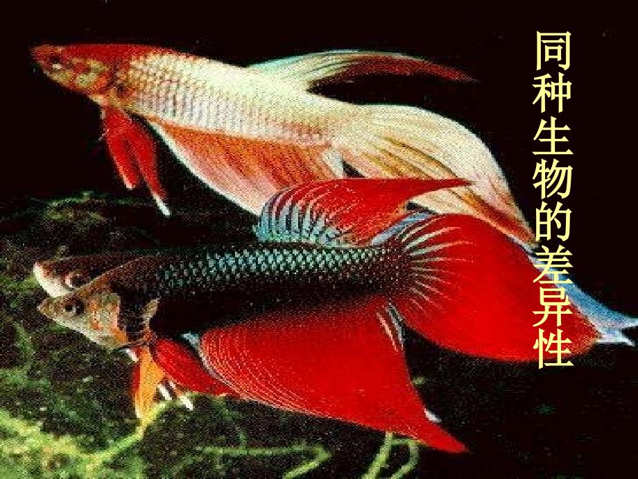 七年级科学同种生物的差异性2_第1页