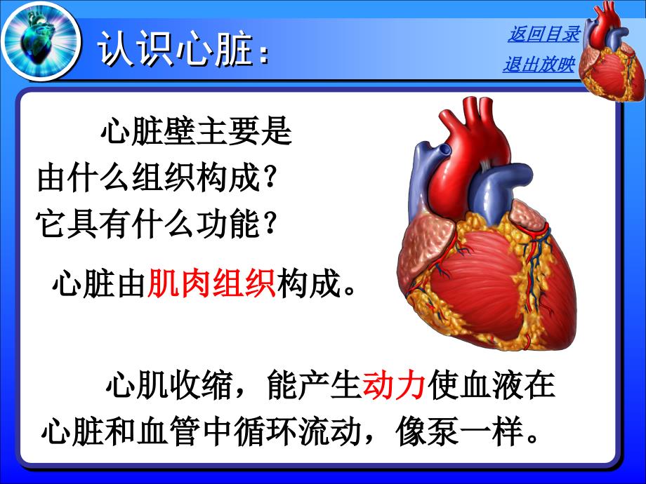 输送血液的泵-心脏(正式)_第3页