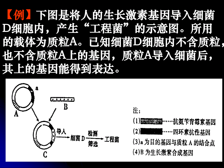 高三生物(基因工程的成果与发展前景)_第3页