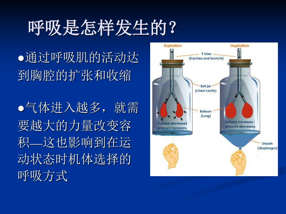 肺功能训练课件.ppt_第4页