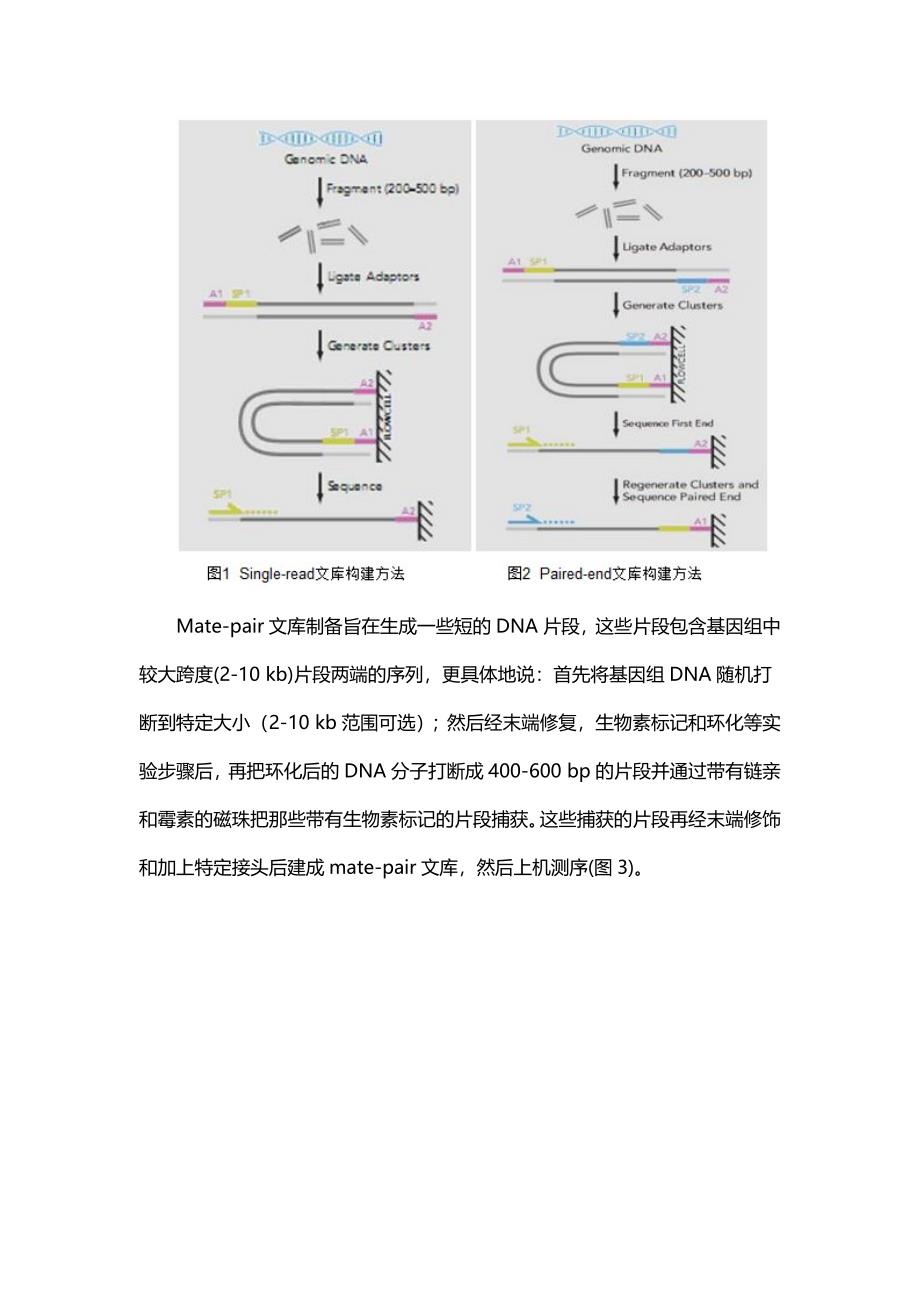 单端测序Singleread和双端测序Pairedend和Matepair的关系_第2页