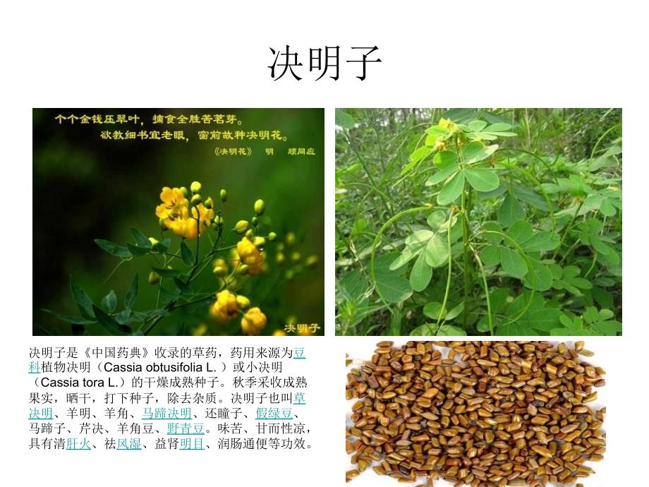 植物图鉴第二季PPT课件_第4页