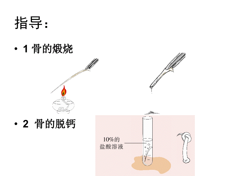 生物七下总复习一消化呼吸课件_第4页